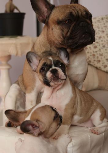 Gus et ses bébés